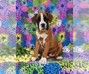 Boxer Puppy for sale in KIRKWOOD, PA, USA