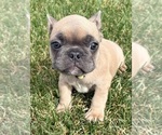 Puppy Rocket French Bulldog