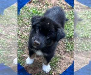 Australian Shepherd Puppy for sale in MERCER, WI, USA