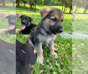German Shepherd Dog Puppy for Sale in CHARLESTOWN, Indiana USA