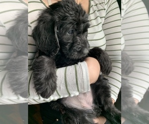 Labradoodle Puppy for Sale in NORTH HIGHLANDS, California USA