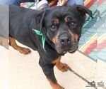 Small #4 Rottweiler Mix