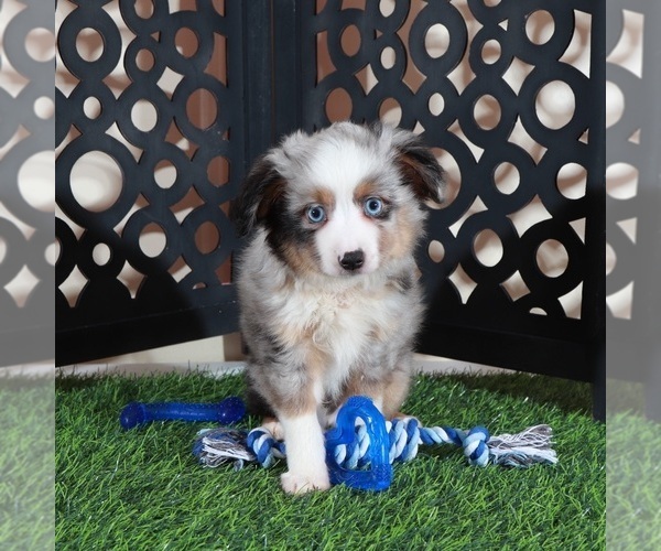 Medium Photo #1 Miniature Australian Shepherd Puppy For Sale in MOUNT VERNON, OH, USA