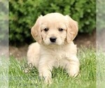 Small Golden Retriever