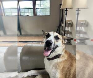 German Shepherd Dog Dogs for adoption in Rosenberg, TX, USA