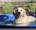 Small #12 English Cream Golden Retriever