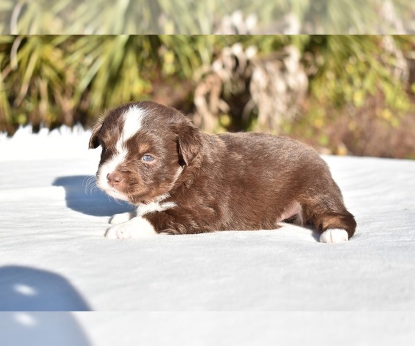 Medium Photo #2 Miniature American Shepherd Puppy For Sale in PALM COAST, FL, USA