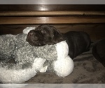 Small Photo #4 Labrador Retriever Puppy For Sale in RIVERSIDE, CA, USA