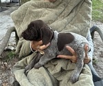 Small #1 German Shorthaired Pointer-German Wirehaired Pointer Mix