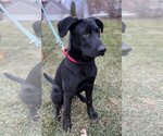 Small Photo #10 Labrador Retriever-Unknown Mix Puppy For Sale in Farmington, MN, USA