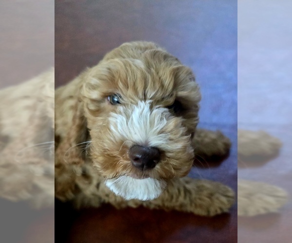Medium Photo #5 Cock-A-Poo Puppy For Sale in FOLSOM, CA, USA