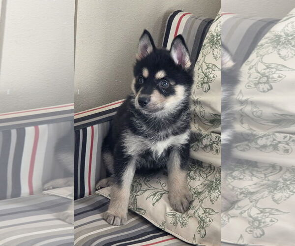 Medium Photo #5 Siberian Husky-Unknown Mix Puppy For Sale in McKinney, TX, USA