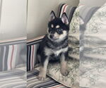 Small #4 Siberian Husky Mix