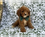 Small #4 Cavapoo (Miniature)