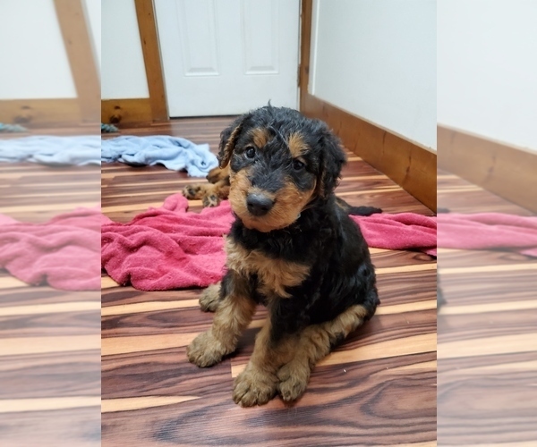 Medium Photo #9 Airedale Terrier Puppy For Sale in CAMBRIDGE, OH, USA
