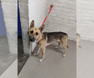 German Shepherd Dog Dogs for adoption in San Bernardino, CA, USA