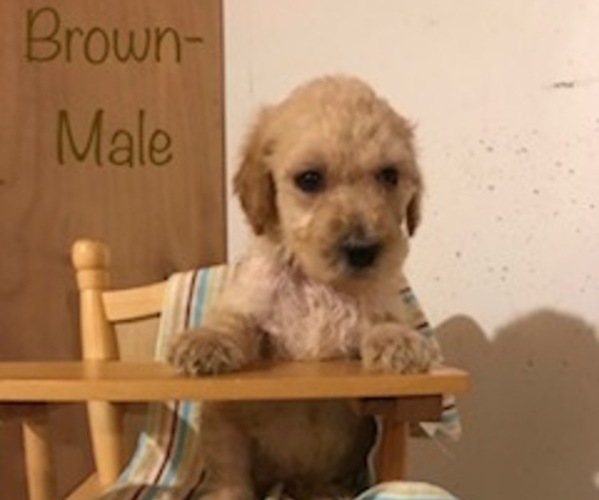 Medium Photo #8 Poodle (Standard) Puppy For Sale in SOMERSET, KY, USA