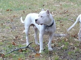 Father of the Dogo Argentino puppies born on 11/19/2018