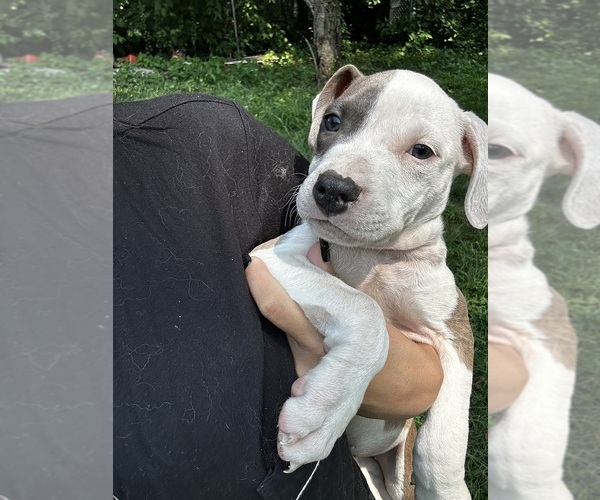 Medium Photo #4 American Pit Bull Terrier Puppy For Sale in BROCKTON, MA, USA