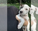 Small #3 American Pit Bull Terrier