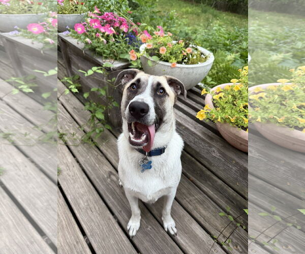Medium Photo #8 Mutt Puppy For Sale in Minneapolis, MN, USA