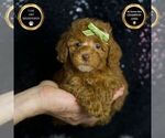 Puppy Fresno AKC Poodle (Toy)
