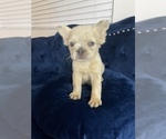 Small Photo #18 French Bulldog Puppy For Sale in SANTA FE, NM, USA