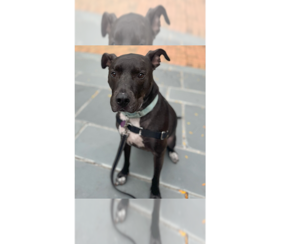 Medium Photo #35 Great Dane-Unknown Mix Puppy For Sale in Greenbelt, MD, USA
