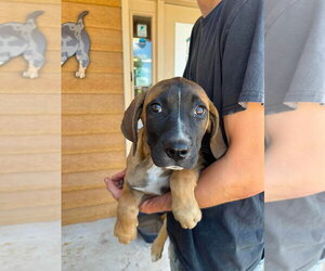 Boxer-Coonhound Mix Dogs for adoption in Bolivar, MO, USA