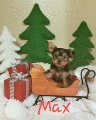 Yorkshire Terrier Puppy for sale in ROGERSVILLE, MO, USA