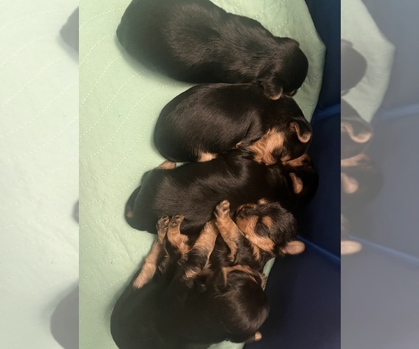 Medium Photo #2 Morkie Puppy For Sale in PLAINFIELD, IL, USA