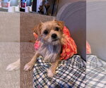 Small #1 Cairn Terrier Mix