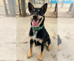 German Shepherd Dog-Unknown Mix Dogs for adoption in Sacramento, CA, USA