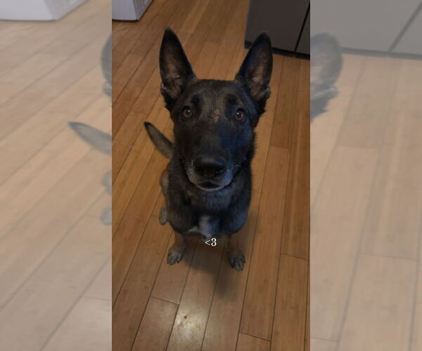 Medium Photo #3 Mutt Puppy For Sale in Imlay City, MI, USA