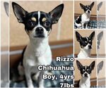 Small Photo #1 Chihuahua Puppy For Sale in Seattle, WA, USA