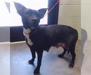 Mutt Dogs for adoption in Tulsa, OK, USA