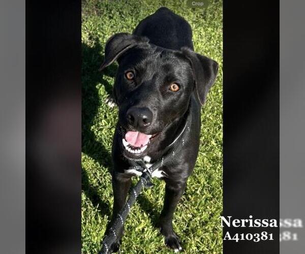 Medium Photo #2 Labrador Retriever Puppy For Sale in Conroe, TX, USA