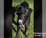 Small #1 Labrador Retriever