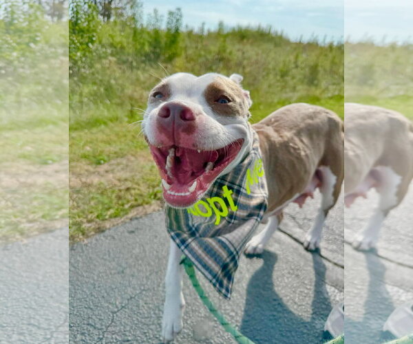 Medium Photo #10 American Pit Bull Terrier-Unknown Mix Puppy For Sale in Germantown, OH, USA