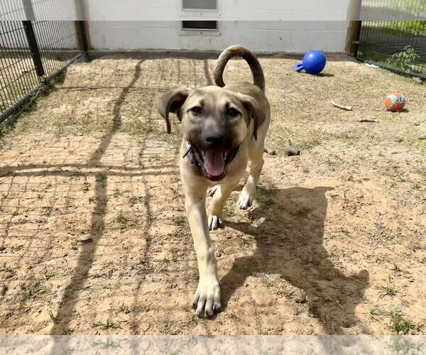 Medium Photo #15 Anatolian Shepherd-Rhodesian Ridgeback Mix Puppy For Sale in Higley, AZ, USA