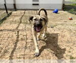 Small #14 Anatolian Shepherd-Rhodesian Ridgeback Mix