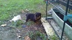 Small Photo #14 Rottweiler Puppy For Sale in ADEL, IN, USA