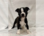 Small #2 Boston Terrier