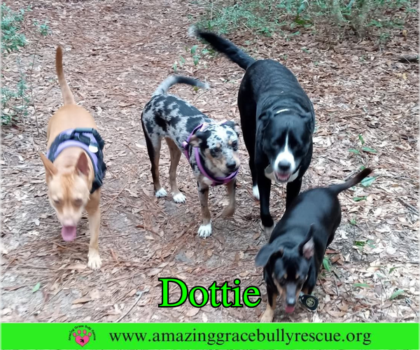 Medium Photo #3 Mutt Puppy For Sale in Milton, FL, USA