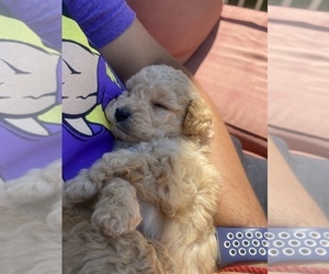 Poodle (Miniature) Puppy for sale in LOUISVILLE, KY, USA