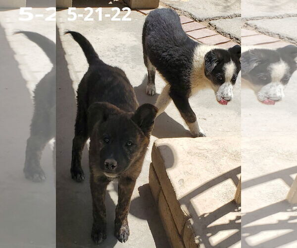 Medium Photo #11 Border Collie-Unknown Mix Puppy For Sale in Apple Valley, CA, USA