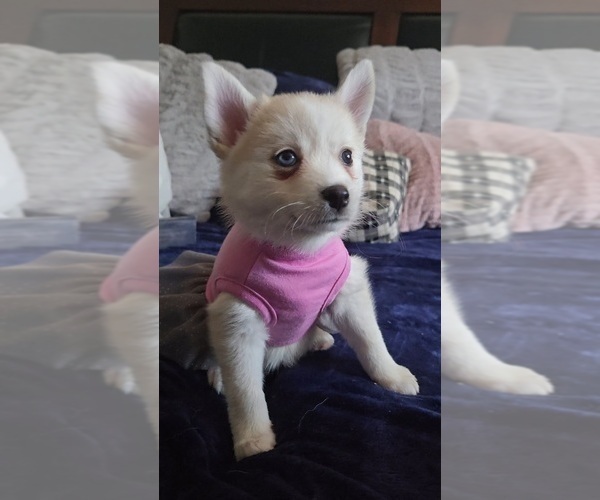 Medium Photo #192 Pomsky Puppy For Sale in LOVELAND, CO, USA