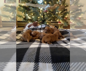 Golden Retriever Puppy for sale in ALEDO, IL, USA