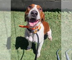 Small #1 Redbone Coonhound Mix