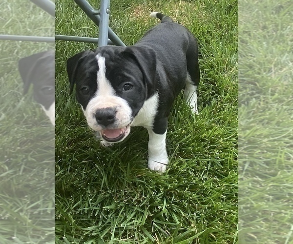 Medium Photo #4 American Bulldog Puppy For Sale in NASHVILLE, TN, USA